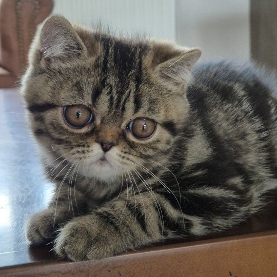 Arlequin / Kimmy Mâle Exotic Shorthair