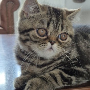 chaton Exotic Shorthair brown blotched tabby Arlequin / Kimmy Chatterie Katzarolli