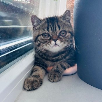 chaton Exotic Shorthair brown blotched tabby Arlequin / Kimmy Chatterie Katzarolli chaton Exotic Shorthair brown blotched tabby Arlequin / Kimmy Chatterie Katzarolli