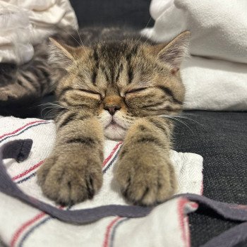 chaton Exotic Shorthair brown blotched tabby Arlequin / Kimmy Chatterie Katzarolli