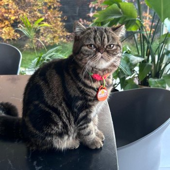 chaton Exotic Shorthair brown blotched tabby Arlequin / Kimmy Chatterie Katzarolli