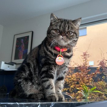 chaton Exotic Shorthair brown blotched tabby Arlequin / Kimmy Chatterie Katzarolli
