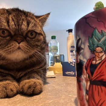 chaton Exotic Shorthair brown blotched tabby Arlequin / Kimmy Chatterie Katzarolli