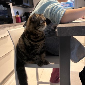 chaton Exotic Shorthair brown blotched tabby Arlequin / Kimmy Chatterie Katzarolli