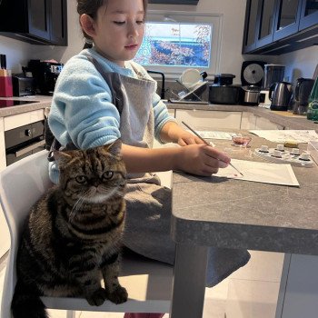 chaton Exotic Shorthair brown blotched tabby Arlequin / Kimmy Chatterie Katzarolli