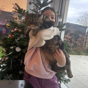 chaton Exotic Shorthair brown blotched tabby Arlequin / Kimmy Chatterie Katzarolli