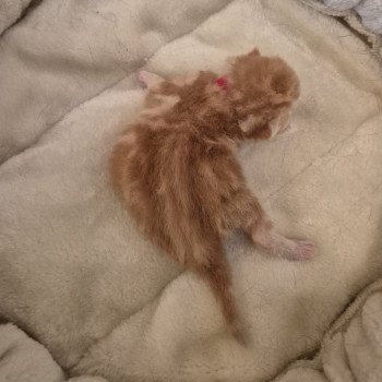 chaton Exotic Shorthair red blotched tabby Collier rouge Chatterie Katzarolli