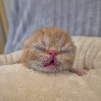 chaton Exotic Shorthair red blotched tabby Collier rouge Chatterie Katzarolli