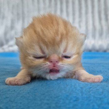 chaton Exotic Shorthair red blotched tabby Collier rouge Chatterie Katzarolli