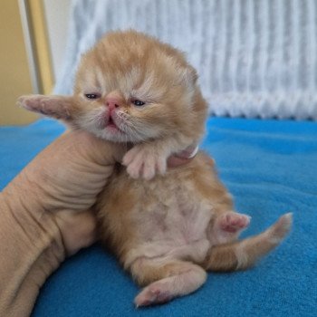 chaton Exotic Shorthair red blotched tabby Collier rouge Chatterie Katzarolli