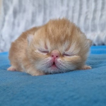 chaton Exotic Shorthair red blotched tabby Collier rouge Chatterie Katzarolli