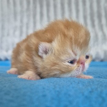 chaton Exotic Shorthair red blotched tabby Collier rouge Chatterie Katzarolli