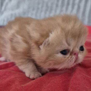 chaton Exotic Shorthair red blotched tabby Collier rouge Chatterie Katzarolli