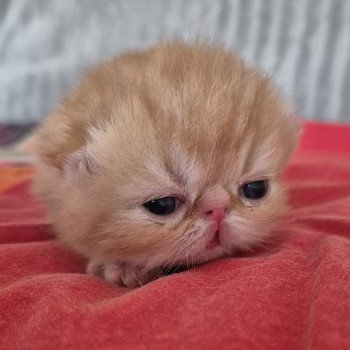 chaton Exotic Shorthair red blotched tabby Collier rouge Chatterie Katzarolli