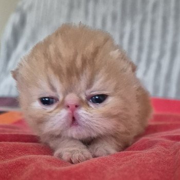 chaton Exotic Shorthair red blotched tabby Collier rouge Chatterie Katzarolli