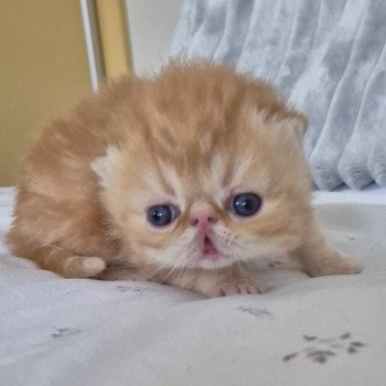 chaton Exotic Shorthair red blotched tabby Collier rouge Chatterie Katzarolli