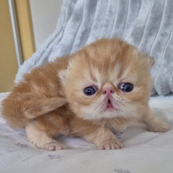 chaton Exotic Shorthair red blotched tabby Collier rouge Chatterie Katzarolli