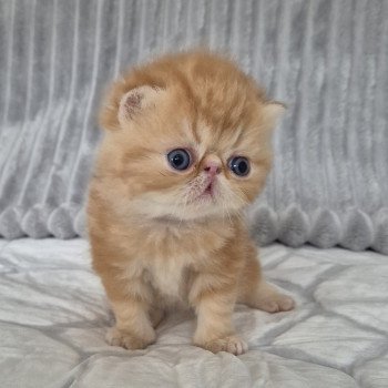 chaton Exotic Shorthair red blotched tabby Collier rouge Chatterie Katzarolli