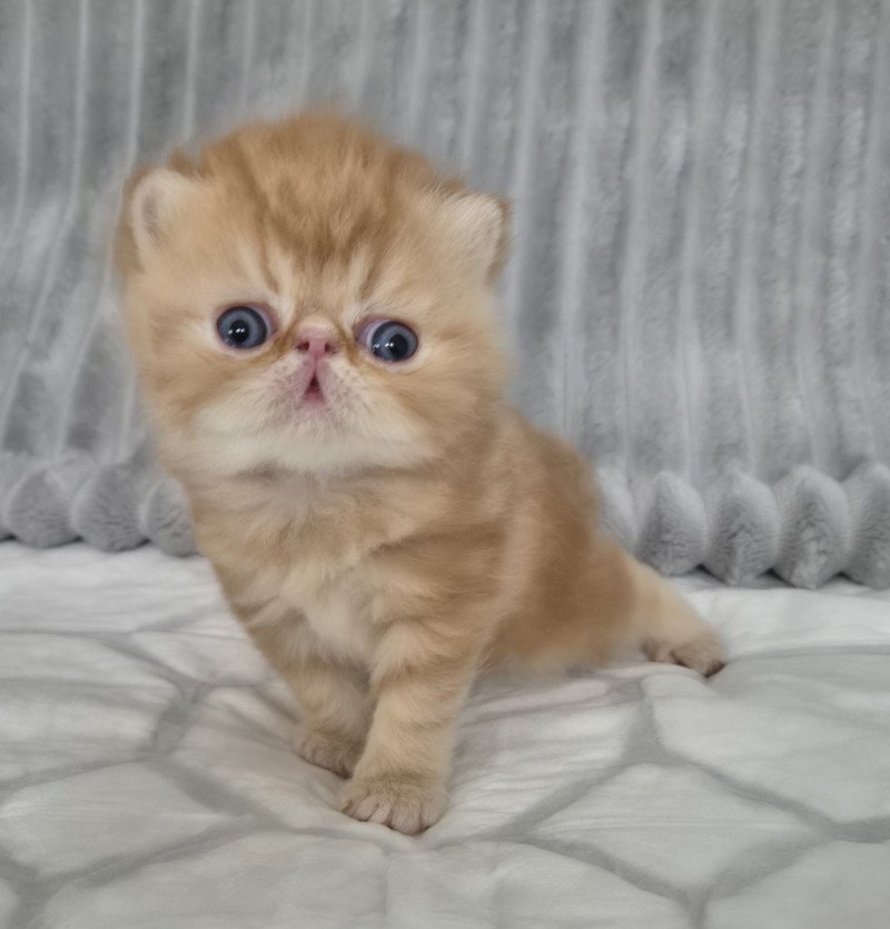 Collier rouge Mâle Exotic Shorthair Collier rouge Mâle Exotic Shorthair
