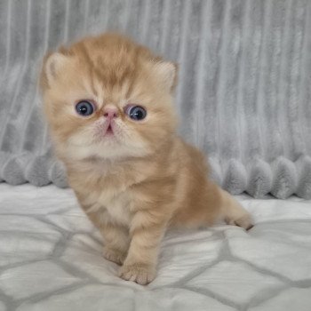chaton Exotic Shorthair red blotched tabby Collier rouge Chatterie Katzarolli