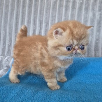 chaton Exotic Shorthair red blotched tabby Collier rouge Chatterie Katzarolli