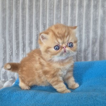 chaton Exotic Shorthair red blotched tabby Collier rouge Chatterie Katzarolli