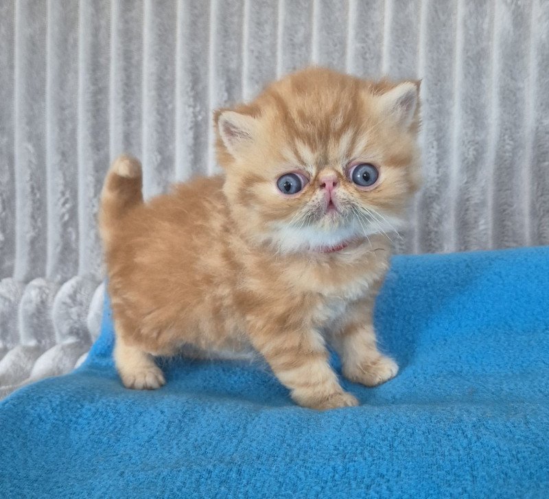 Collier rouge Mâle Exotic Shorthair