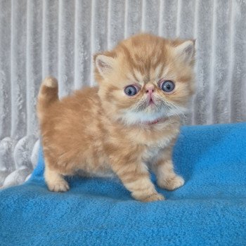 chaton Exotic Shorthair red blotched tabby Collier rouge Chatterie Katzarolli