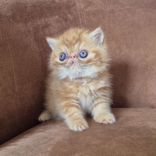 Collier rouge Mâle Exotic Shorthair