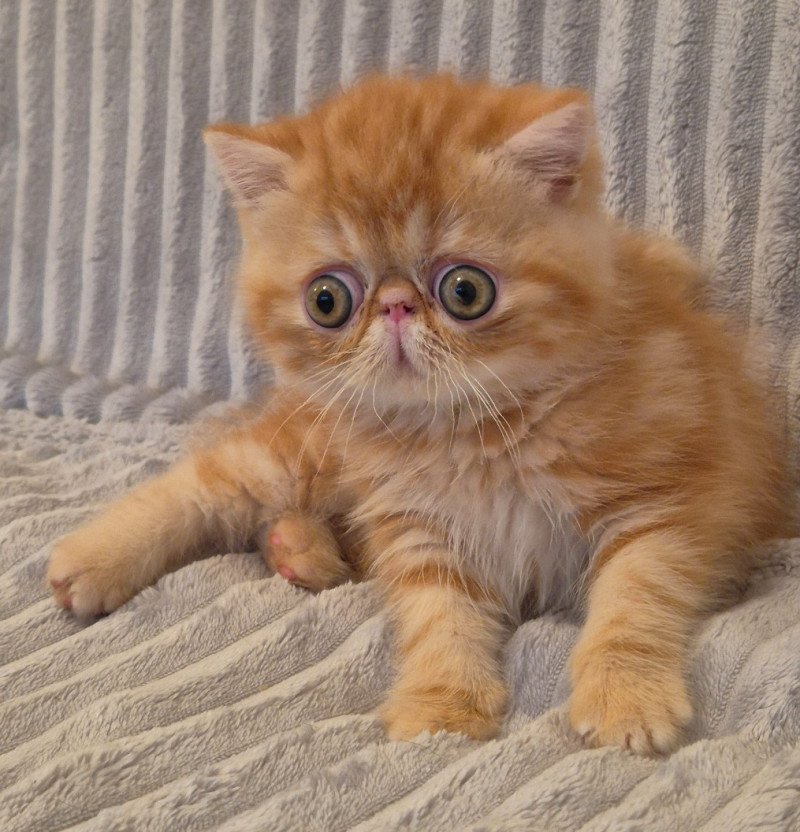 Almé Mâle Exotic Shorthair Almé Mâle Exotic Shorthair