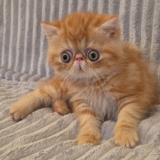 Almé Mâle Exotic Shorthair