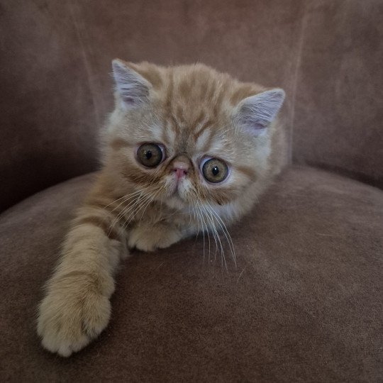 Almé Mâle Exotic Shorthair
