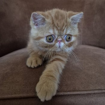 chaton Exotic Shorthair red blotched tabby Almé Chatterie Katzarolli