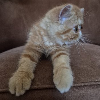 chaton Exotic Shorthair red blotched tabby Almé Chatterie Katzarolli