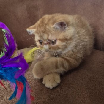 chaton Exotic Shorthair red blotched tabby Almé Chatterie Katzarolli chaton Exotic Shorthair red blotched tabby Almé Chatterie Katzarolli