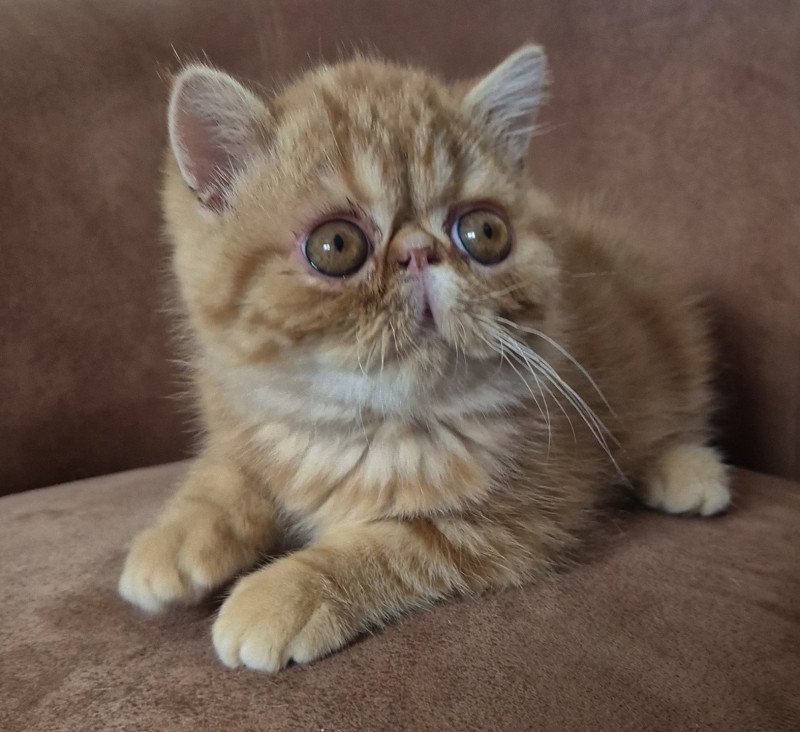 Almé Mâle Exotic Shorthair