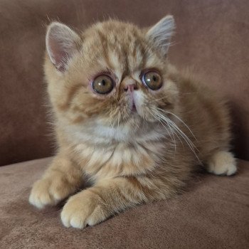 chaton Exotic Shorthair red blotched tabby Almé Chatterie Katzarolli chaton Exotic Shorthair red blotched tabby Almé Chatterie Katzarolli
