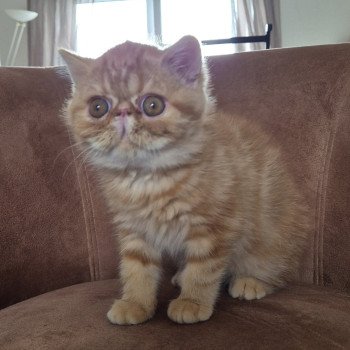 chaton Exotic Shorthair red blotched tabby Almé Chatterie Katzarolli chaton Exotic Shorthair red blotched tabby Almé Chatterie Katzarolli
