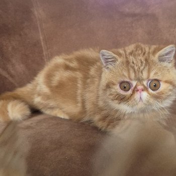 chaton Exotic Shorthair red blotched tabby Almé Chatterie Katzarolli