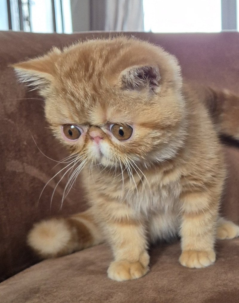 Almé Mâle Exotic Shorthair