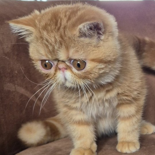 Almé Mâle Exotic Shorthair