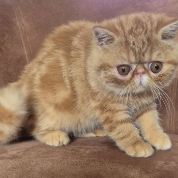 chaton Exotic Shorthair red blotched tabby Almé Chatterie Katzarolli