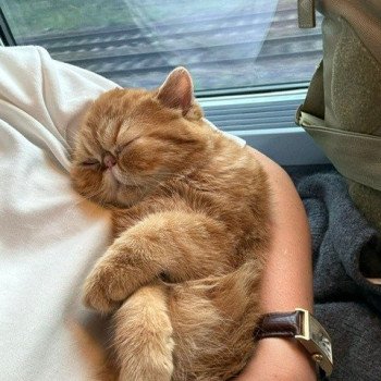 chaton Exotic Shorthair red blotched tabby Almé Chatterie Katzarolli chaton Exotic Shorthair red blotched tabby Almé Chatterie Katzarolli
