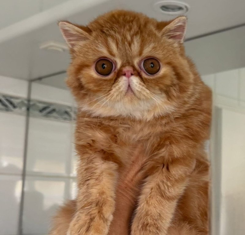 Almé Mâle Exotic Shorthair Almé Mâle Exotic Shorthair