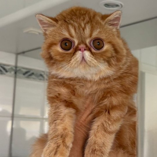 Almé Mâle Exotic Shorthair