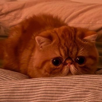 chaton Exotic Shorthair red blotched tabby Almé Chatterie Katzarolli
