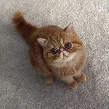 chaton Exotic Shorthair red blotched tabby Almé Chatterie Katzarolli