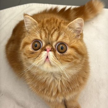 chaton Exotic Shorthair red blotched tabby Almé Chatterie Katzarolli