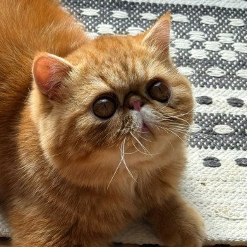 chaton Exotic Shorthair red blotched tabby Almé Chatterie Katzarolli