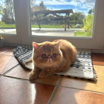 chaton Exotic Shorthair red blotched tabby Almé Chatterie Katzarolli